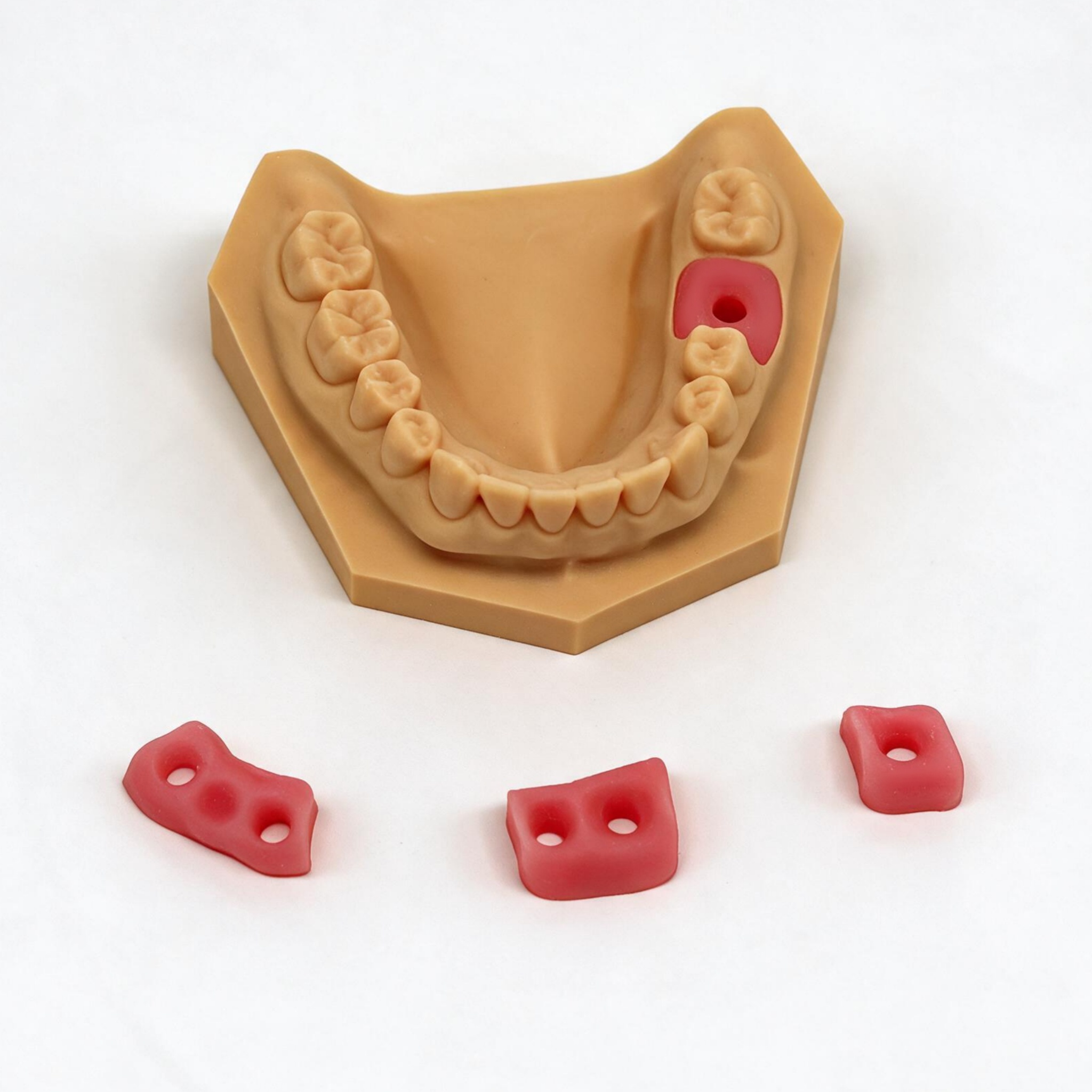 Flexible Gingiva Simulation Model